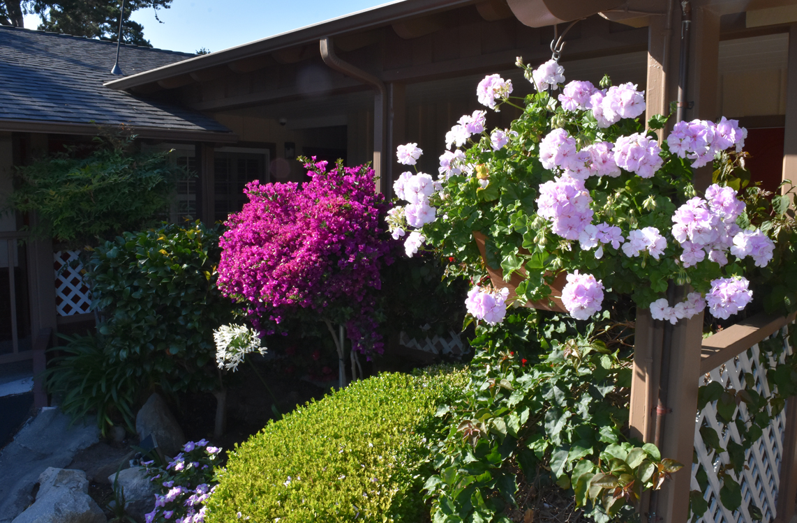 Hotel Garden View